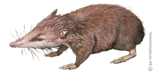 Common tenrec of Madagascar