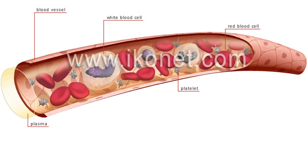 Composition of the blood