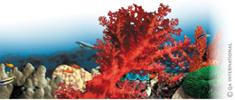 Coral and algae