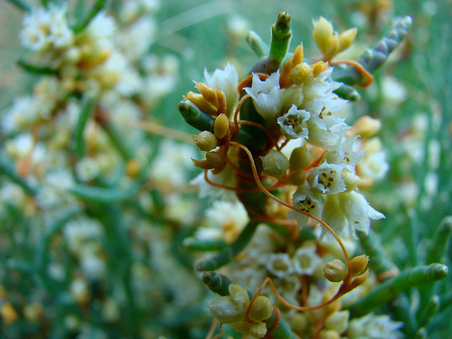 Cuscuta