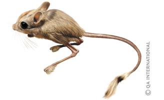 The desert jerboa