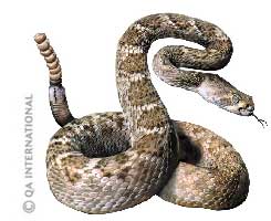 The western diamondback rattlesnake