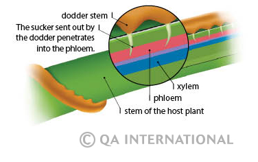 Dodder