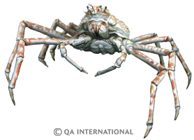 giant japanese spider crab