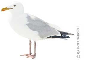 The gull