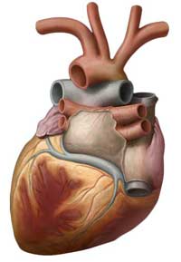 Heart, posterior vie