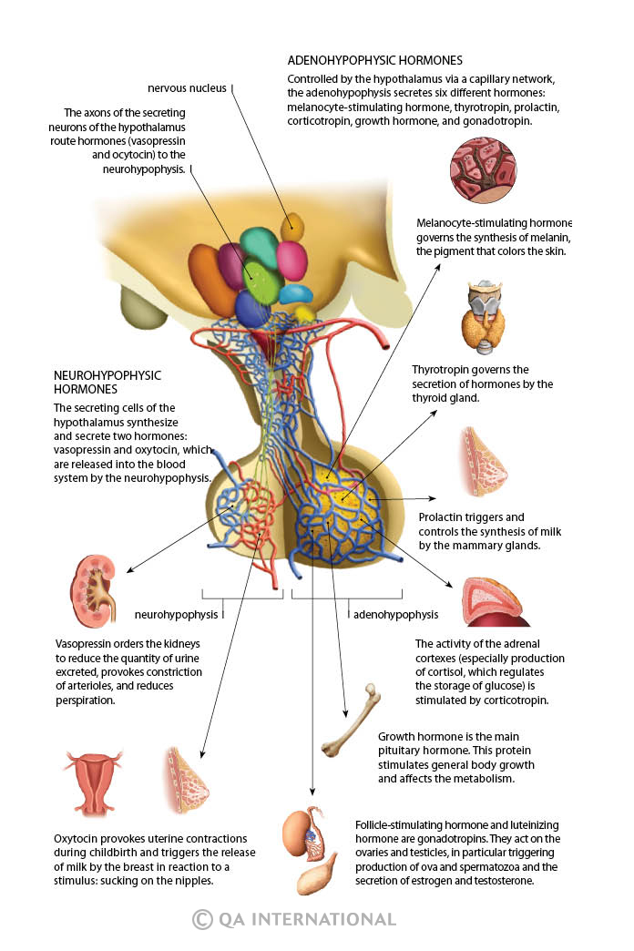 Hormones