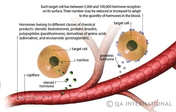 How hormones work