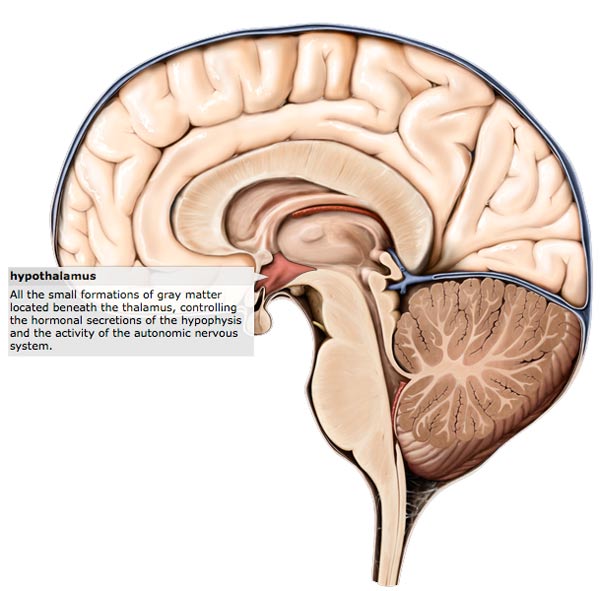 Hormones: the body's chemical messengers