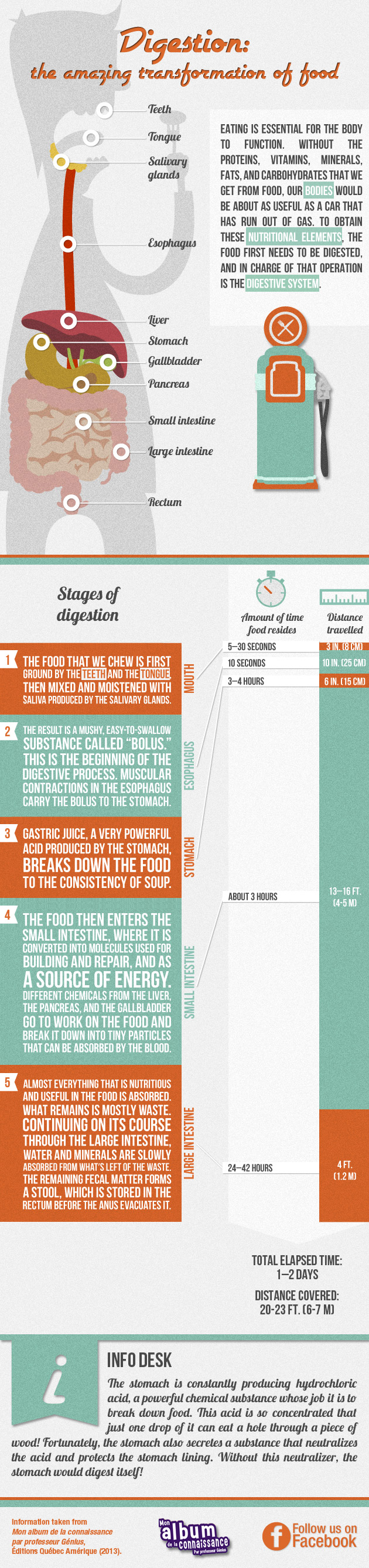 Infographic: Digestion: the amazing transformation of food