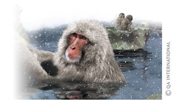 Japanese macaque