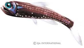 The lanternfish 