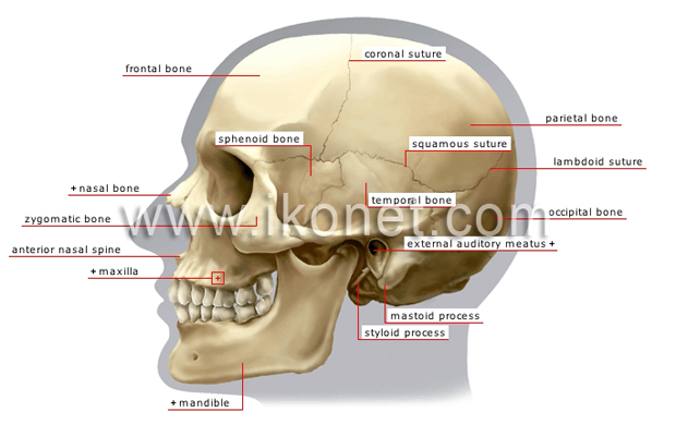 Lateral view of skull