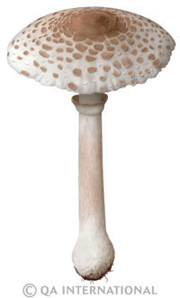 Lepiota helveola