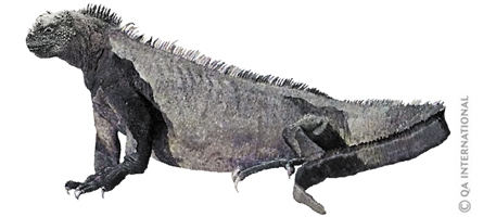 Marine iguana of the Galápagos