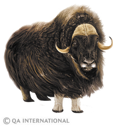 The musk ox
