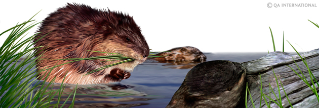 The muskrat