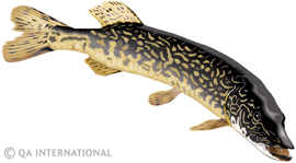 The northern pike