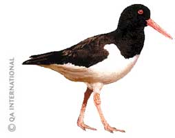 The oystercatcher