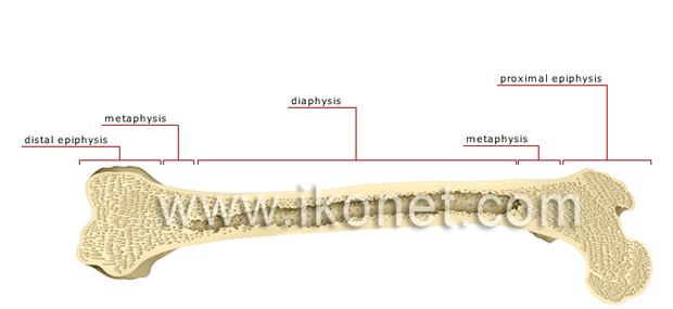 Structure of a long bone