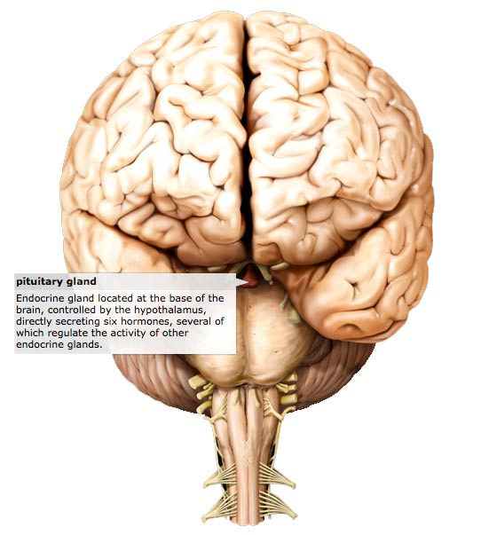 Pituitary gland