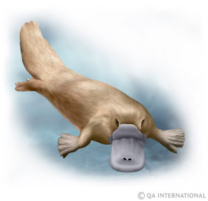 The platypus