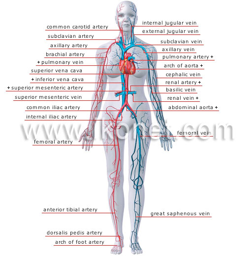 principal-veins-and-arteries