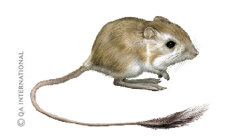 The desert kangaroo rat