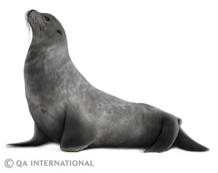 The ringed seal