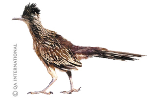 The greater roadrunner