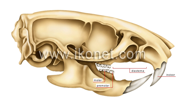 rodent’s jaw: rat