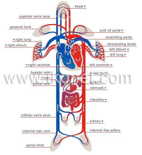 schema of circulation