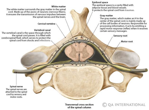 Coupe transversale de la colonne vertébrale