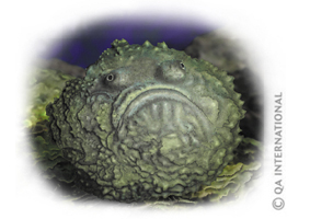 The stonefish