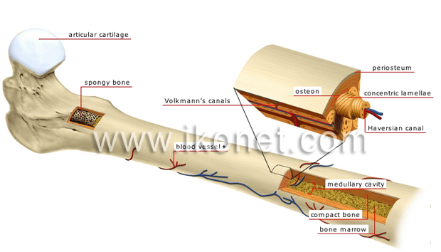 Structure of a long bone