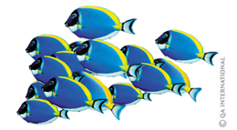 The surgeonfish