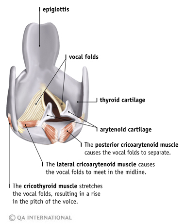 The vocal folds