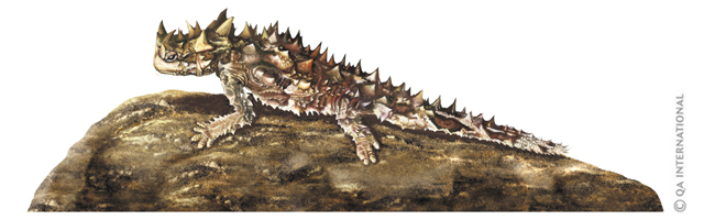 The thorny devil