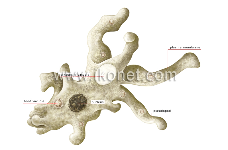 amoeba image