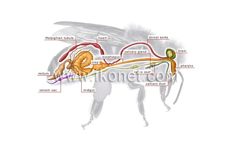 animal kingdom > insects and arachnids > honeybee > anatomy of a honeybee  image - Visual Dictionary