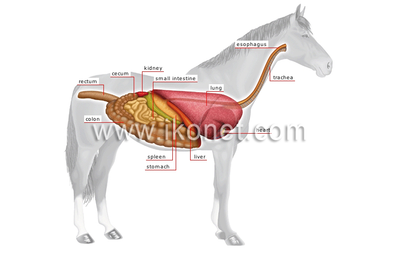 anatomy of a horse image