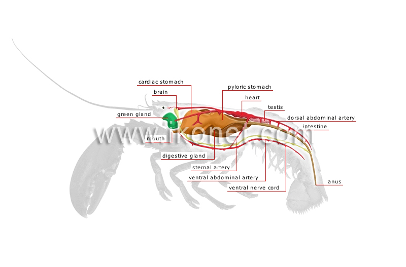 anatomy of a lobster image