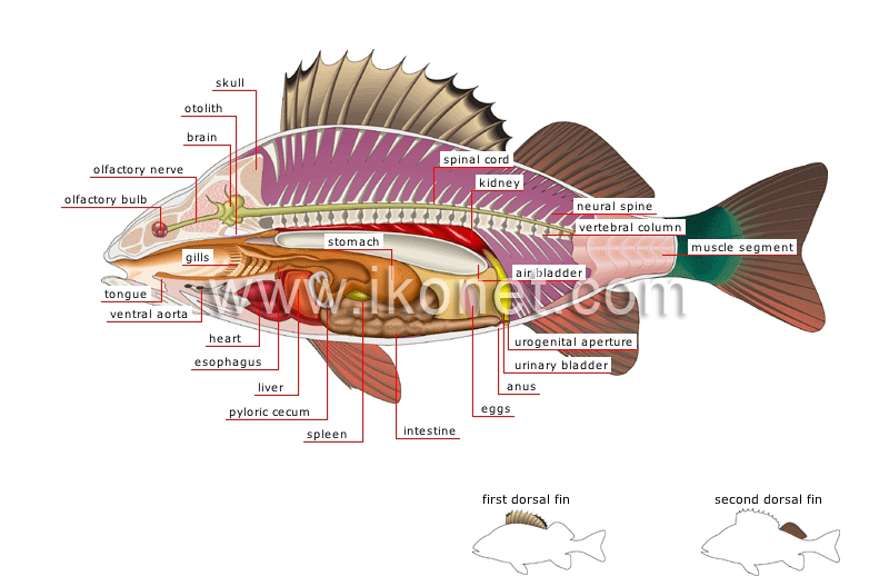 animal kingdom > fishes > bony fish > anatomy of a perch image - Visual  Dictionary