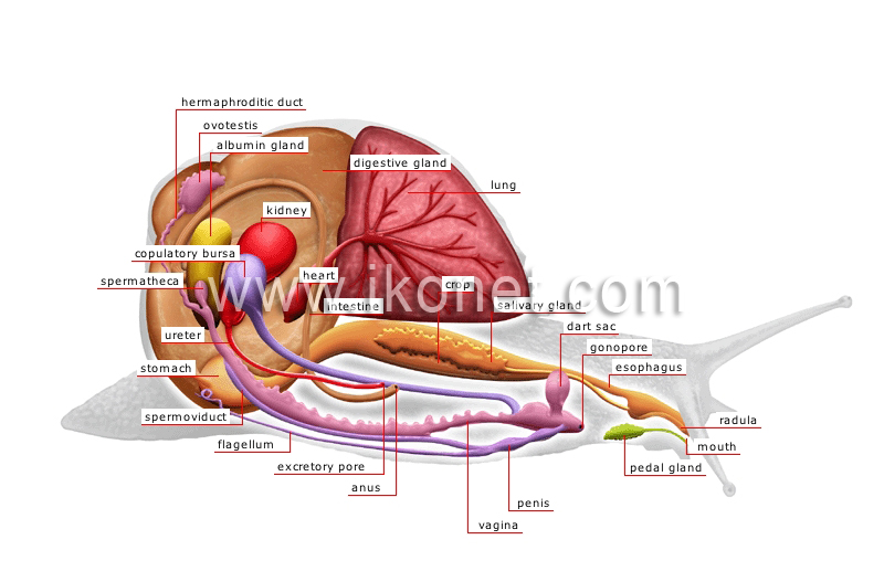 anatomy of a snail image