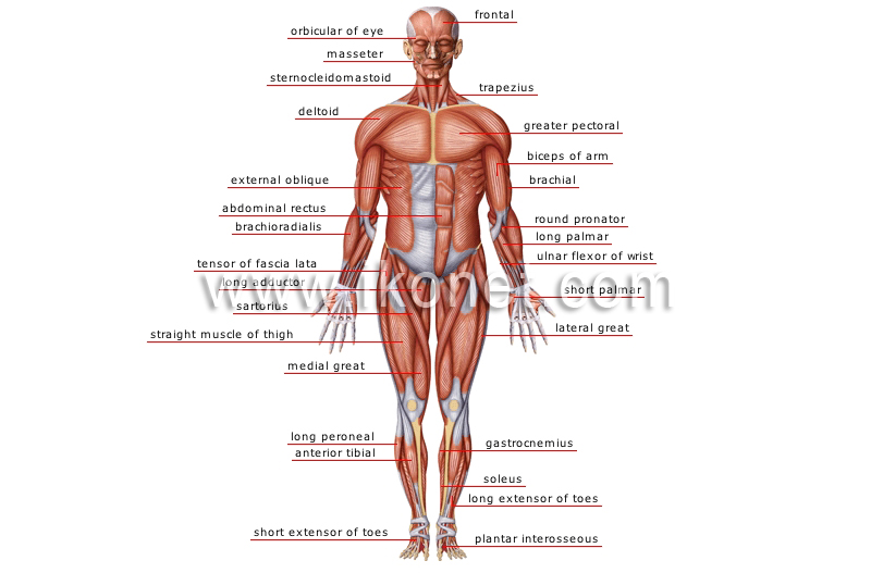 anterior view image