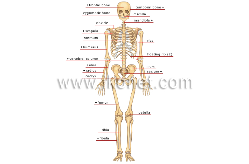 anterior view image