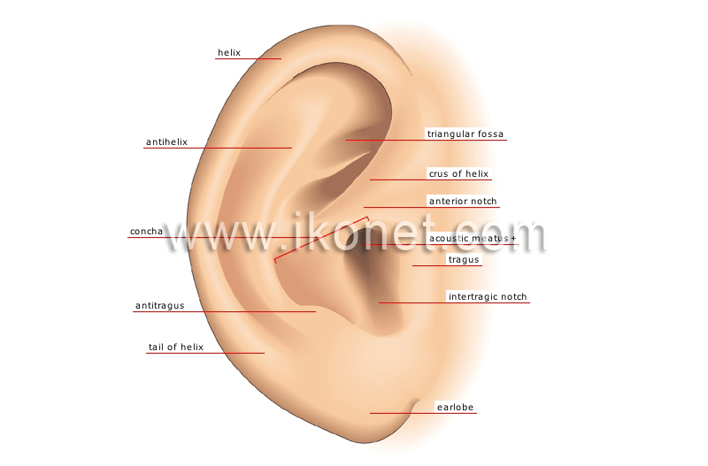 auricle image