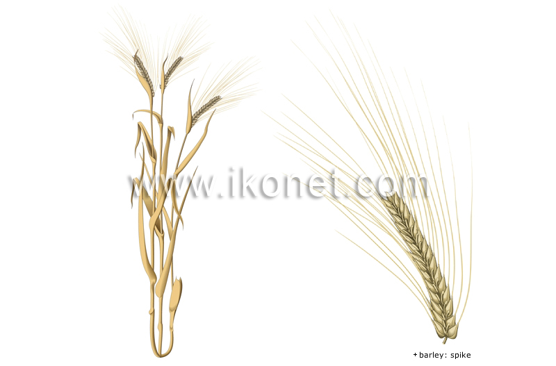 barley image