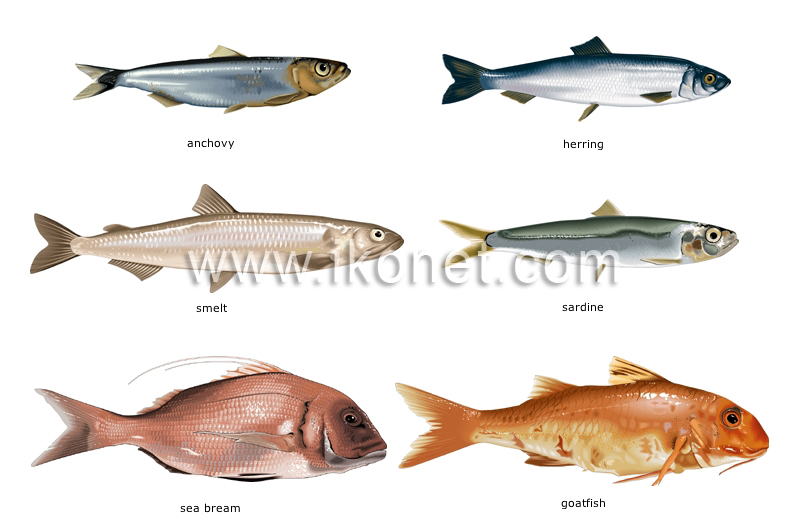 bony fishes image