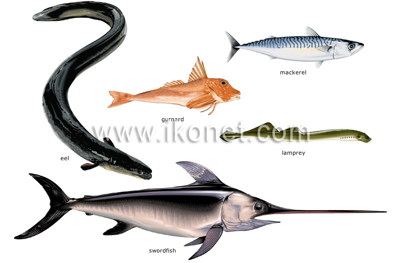 bony fishes image